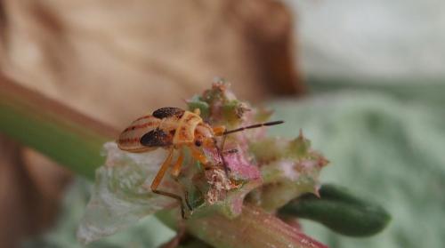 Réf. 224 297 : Cosmopleurus fulvipes